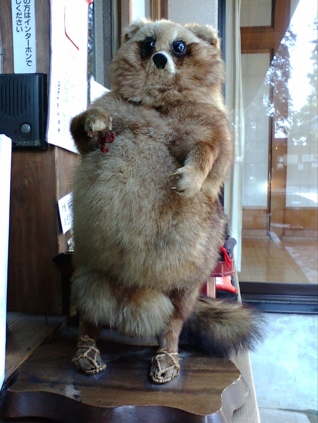 Taxidermy of a Japanese raccoon dog, wearing waraji on its feet: This tanuki is displayed in a Buddhist temple in Japan, in the area of the folktale "Bunbuku Chagama".