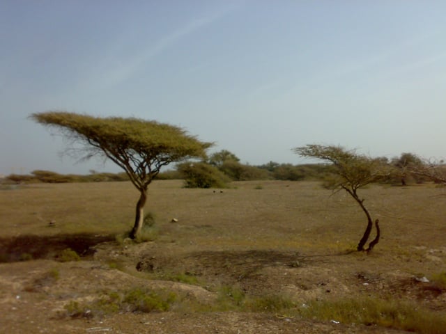 Acacia trees growing in desert suburbs near Fujairah