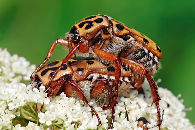 Punctate flower chafers (Neorrhina punctata, Scarabaeidae) mating