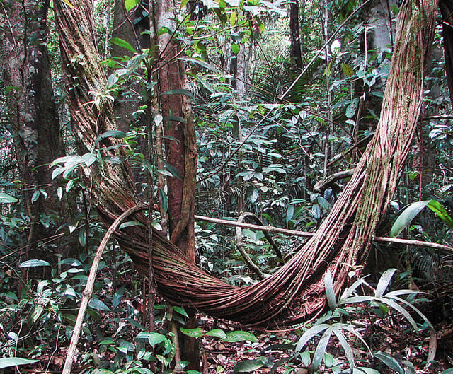 A giant, bundled liana in western Brazil