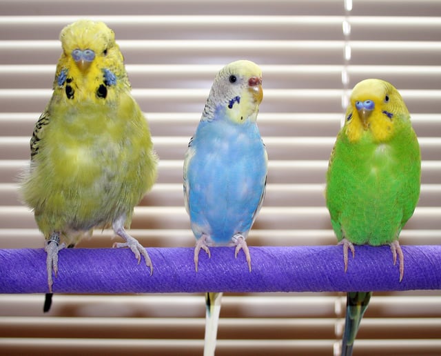Exhibition style "budgie" (left), as compared to pet-type budgerigars