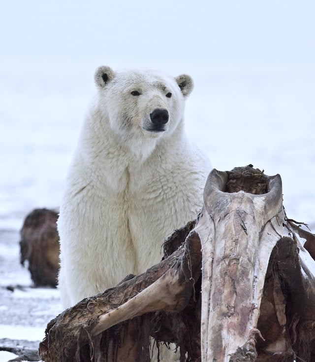 Polar bear with the remains of a beluga
