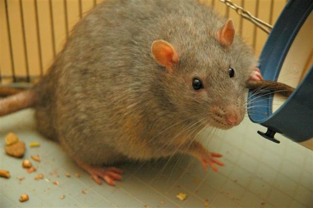 A laboratory rat strain, known as a Zucker rat, bred to be genetically prone to diabetes, a metabolic disorder also found among humans.