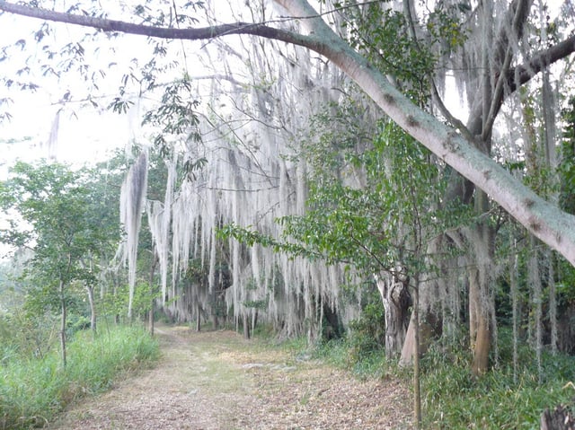 Laguna de Sonso tropical dry forest in Northern Andes