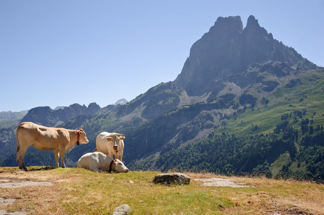Some Blonde d'Aquitaine on summer pasture near the Pic du Midi d'Ossau