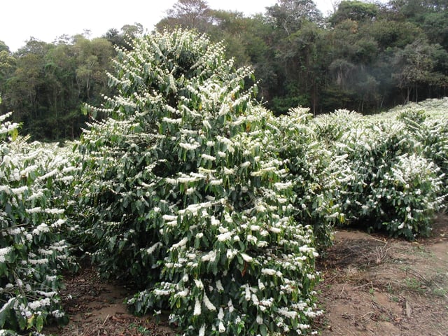 A flowering Coffea arabica tree in a Brazilian plantation.