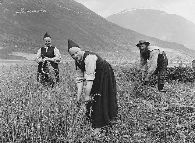 Harvesting of oats in Jølster, c. 1890