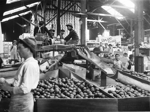 Interior of citrus packing house in Ontario, 1905
