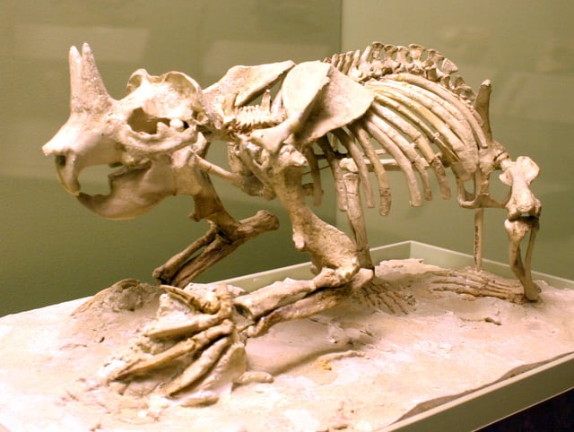 The horned gopher Ceratogaulus hatcheri, a burrowing mammal of the late Miocene to early Pleistocene, is the only known horned rodent.