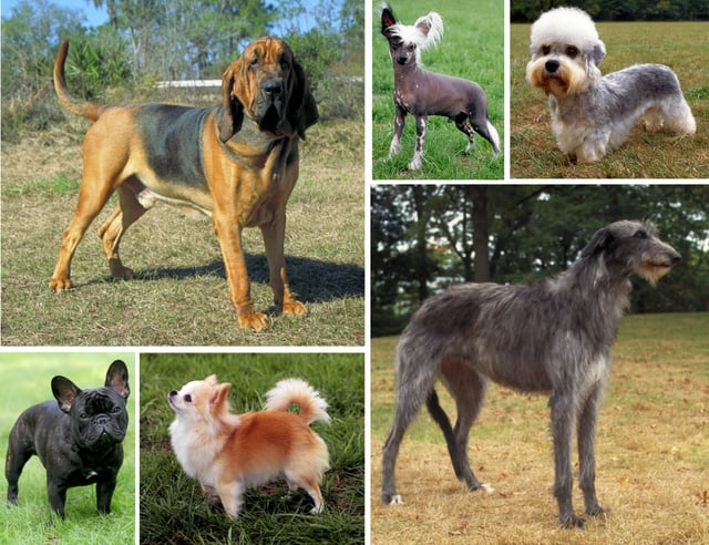 Dogs show great morphological variation