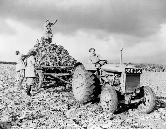 A Fordson harvesting beets during the early 1940s
