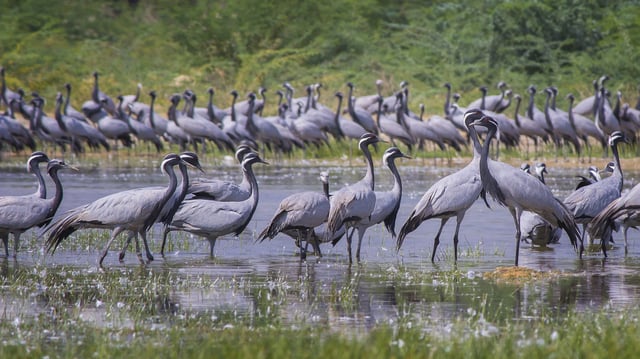 Demoiselle cranes (Grus virgo) in Jodhpur Bishnoi's Village, Rajasthan, India