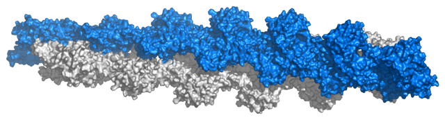 F-actin; surface representation of a repetition of 13 subunits based on Ken Holmes' actin filament model