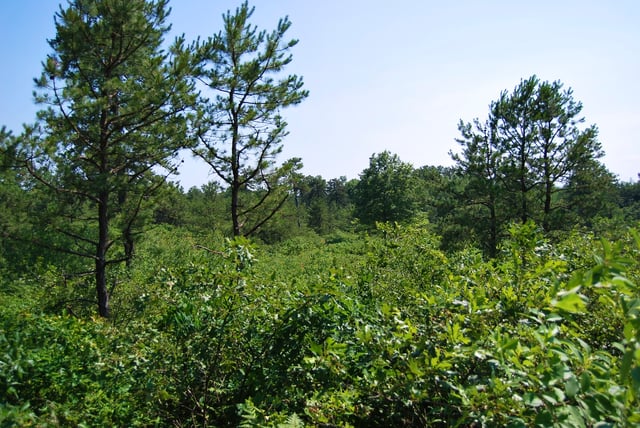 The Albany Pine Bush is the only sizable inland pine barrens sand dune ecosystem in the United States.