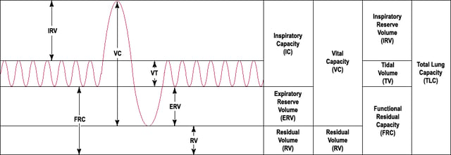 Lung volumes as described in the text.