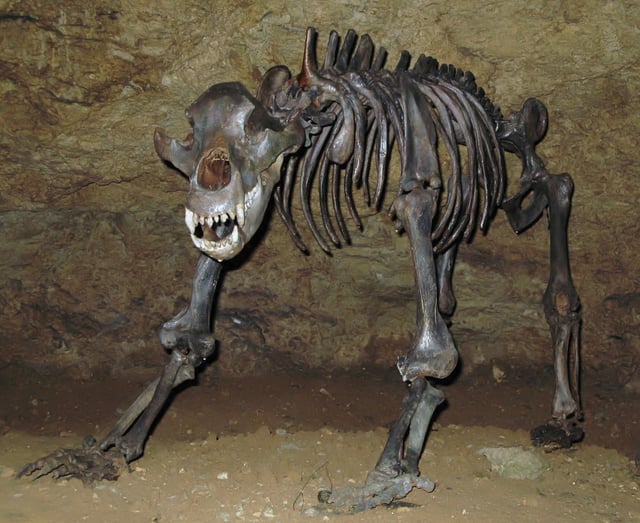 Fossil of the cave bear (Ursus spelaeus), a relative of the brown bear and polar bear from the Pleistocene epoch in Europe