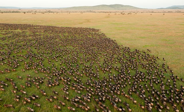 Wildebeest migration in the Serengeti