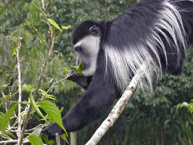 Leaf eating mantled guereza, a species of black-and-white colobus