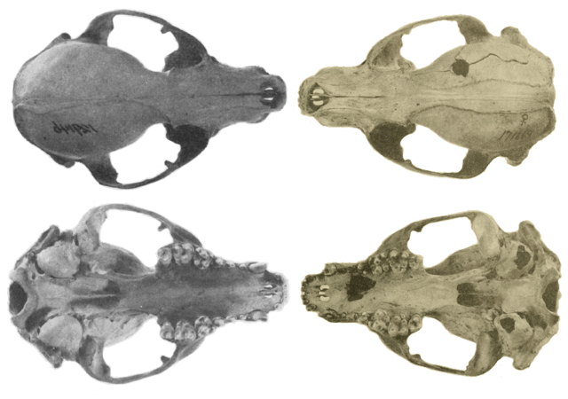 Skulls of P. lotor and P. cancrivorus