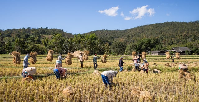 After the harvest, rice straw is gathered in the traditional way from small paddy fields in Mae Wang District, Chiang Mai Province, Thailand