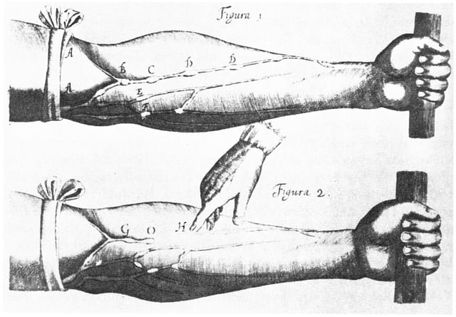 Image of veins from William Harvey's Exercitatio Anatomica de Motu Cordis et Sanguinis in Animalibus