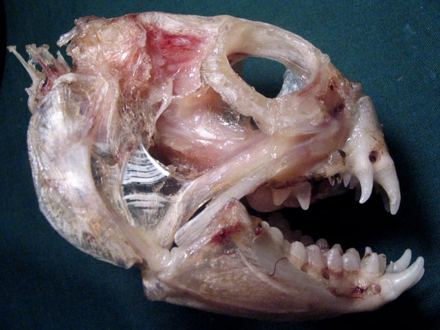 Skull of an Atlantic wolffish