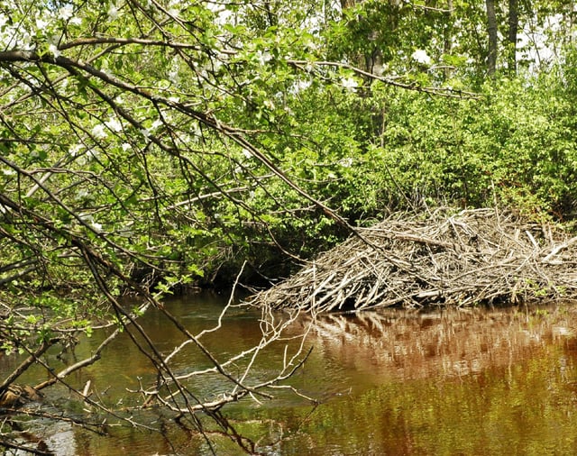 A beaver dam at the edge of a stream. Beavers generally live in the riparian zone, an area between the land and a river or stream.