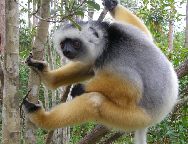 Diademed sifaka, a lemur that is a vertical clinger and leaper
