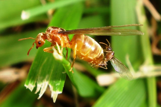 Ants mating