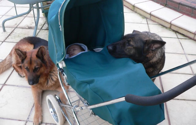 German Shepherds are well-known for their protectiveness over family members