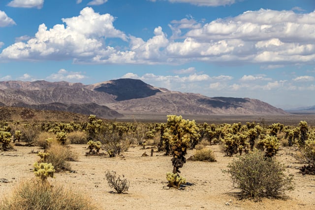 Cylindropuntia bigelovii in the Joshua Tree National Park