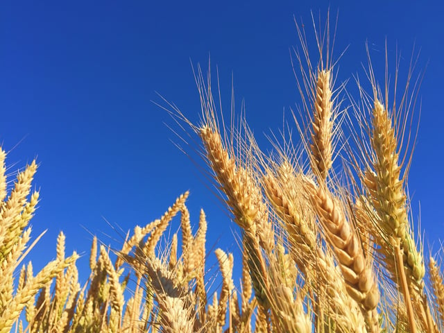 Ripe wheat kernels ready for harvesting