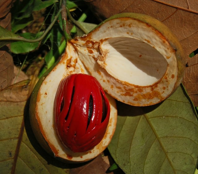 Opened nutmeg fruit, showing the seed and the aril used for mace