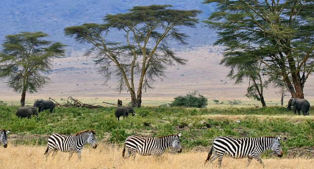 Savanna at Ngorongoro Conservation Area, Tanzania
