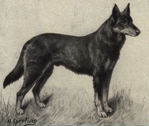 Illustration of a German Shepherd from 1909