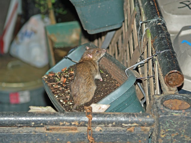 Brown rat in a flowerbox: Some rodents thrive in human habitats.