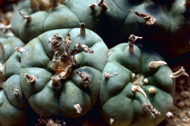 Lophophora williamsii in the wild