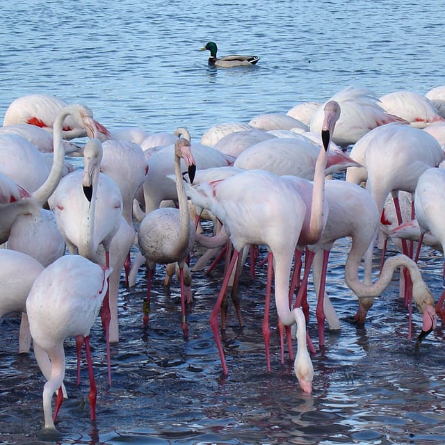 Biologists long suspected cospeciation of flamingos and ducks with their parasitic lice, which were similar in the two families. Cospeciation did occur, but it led to flamingos and grebes, with a later host switch of flamingo lice to ducks.