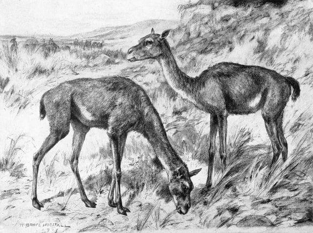 Antelope-like ancient camel Stenomylus