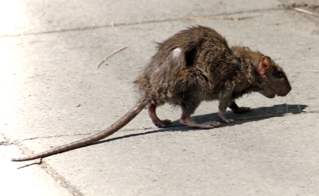 A rat in a city street