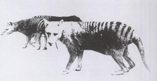 One of only two known photos of a thylacine with a distended pouch, bearing young. Adelaide Zoo, 1889