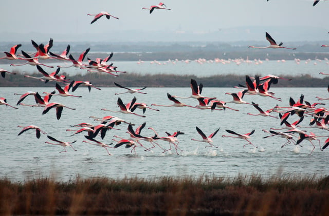 Flamingos in the delta of the Po river