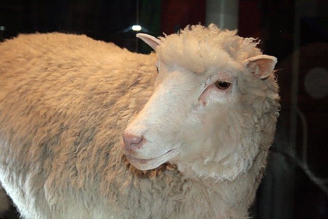 A cloned ewe named Dolly was a scientific landmark.