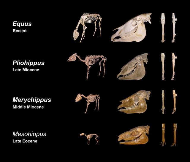 From left to right: Size development, biometrical changes in the cranium, reduction of toes (left forefoot)