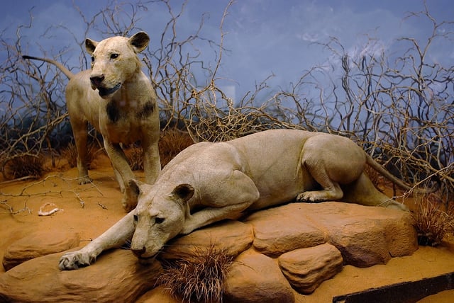 The Tsavo maneaters of East Africa on display in the Field Museum of Natural History