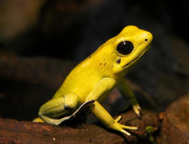 Perhaps the most poisonous animal in the world, the golden poison frog (Phyllobates terribilis) is endemic to Colombia.