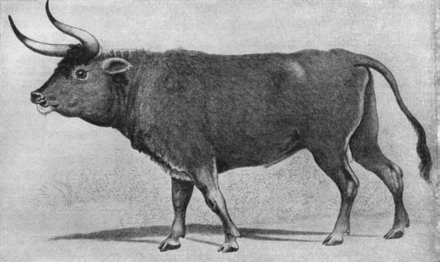 The aurochs have been extinct since the 17th century.