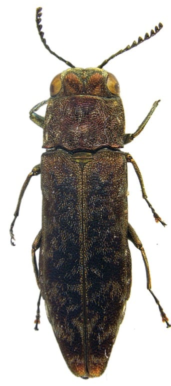 Agrilus sordidulus