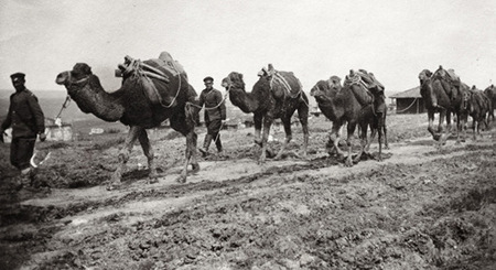 A camel caravan of the Bulgarian military during the First Balkan War, 1912