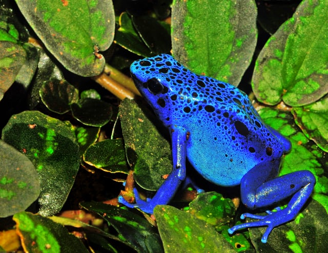 The Blue poison dart frog is endemic in Suriname.